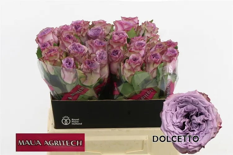 Ruža Dolcetto! 40 cm