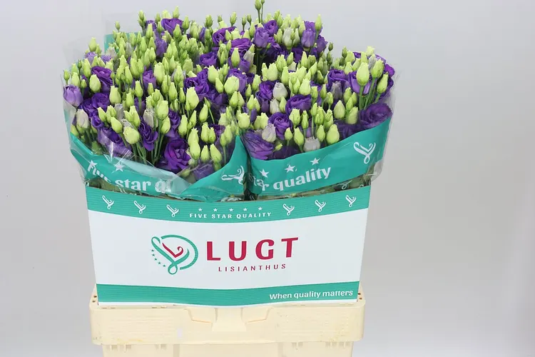Eust Du Rosita Blue X60 72 cm