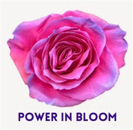 Ruža farbená Power In Bloom, Ekvádor 50 cm