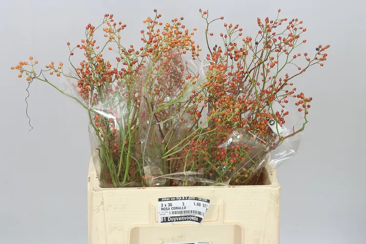 Šípky Corallo 60 cm