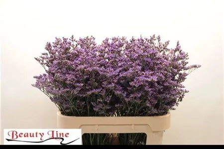 Lim. Saf Classic Blue 80 cm