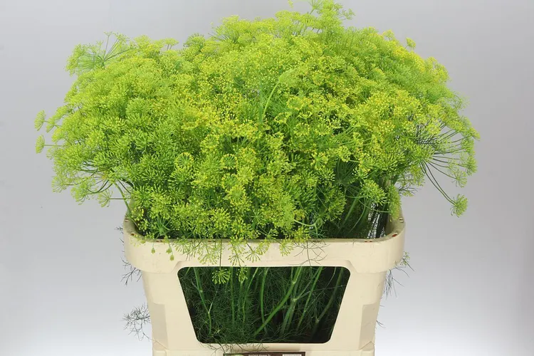 Anethum Graveolens 80 cm