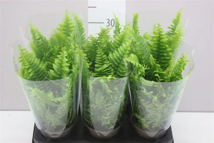 Nephrolepis Ex Vitale črepník 12 cm