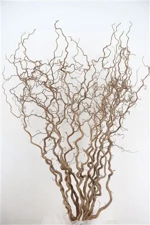 Lieska a vŕba (Corylus / Salix)
