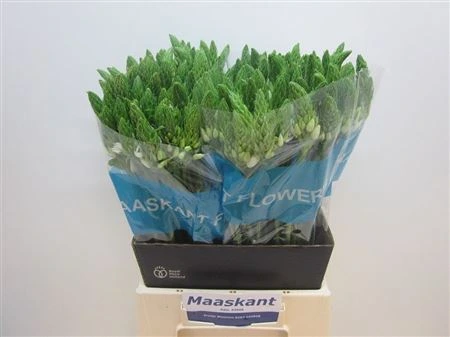 Ornithogalum T Mount Fuji 55 cm