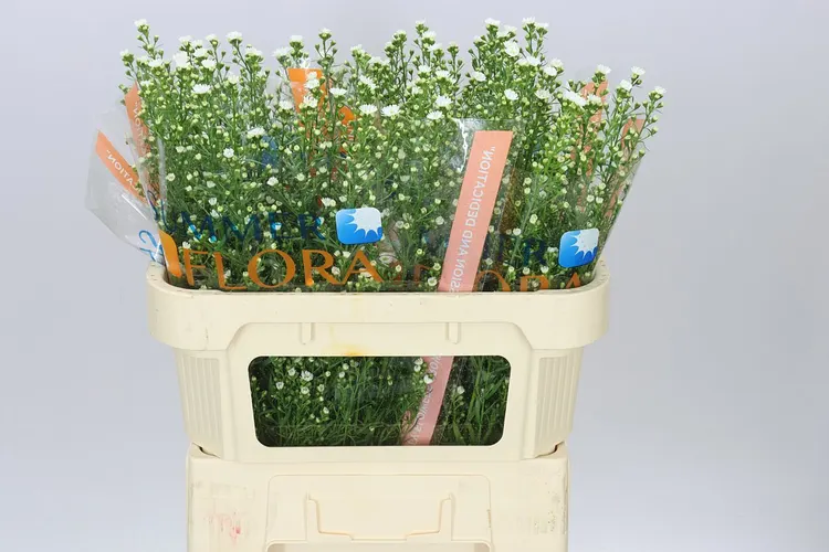 Aster Paquita 70 cm