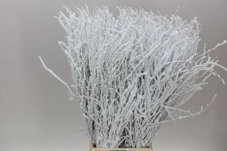 Breza Snow 70 cm
