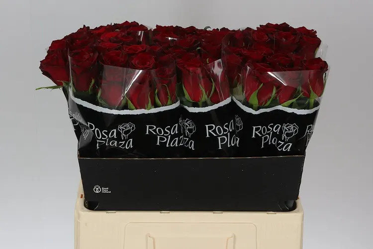 Rosa Gr Monte Carlo 60 cm