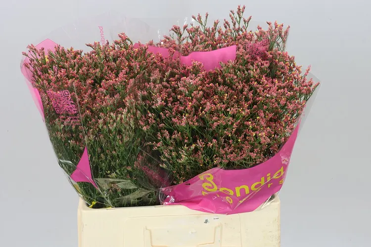 Limónium Sin Maxim Diamond oranžové 60 cm