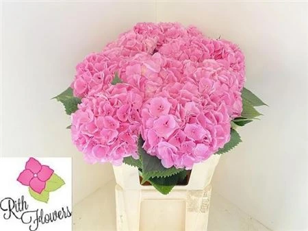 Hortenzia Heaven 60 cm