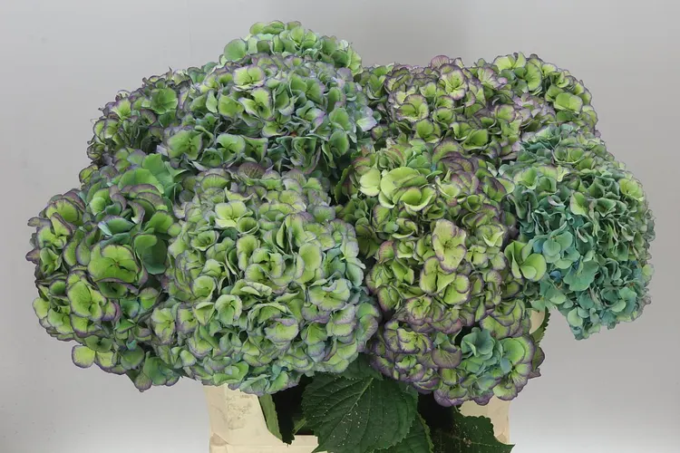 Hortenzia Mammoet Blue Classic 80 cm