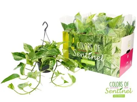 Epipremnum Marble Queen Hang črepník 15 cm