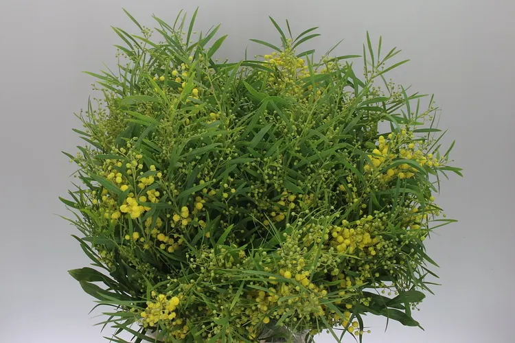 Mimosa Floribunda 60 cm