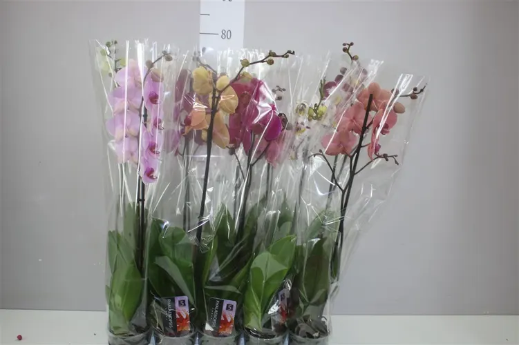 Orchidea Phalaenopsis mix 9+, 1 výhon črepník 12 cm