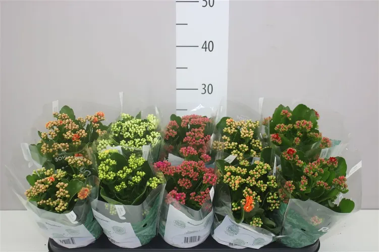 Kalanchoe Rosalina mix črepník 12 cm