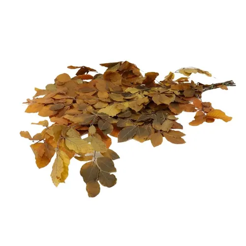 Stabilizovaný buk 80 cm, žltý, 150 g