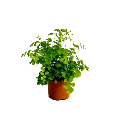 Adiantum Ra Fragrans črepník 8,5 cm