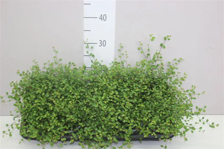 Muehlenbeckia črepník 11 cm