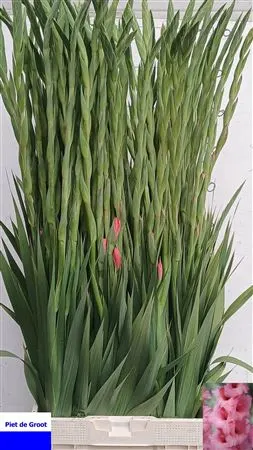 Glad Fortarosa 120 cm
