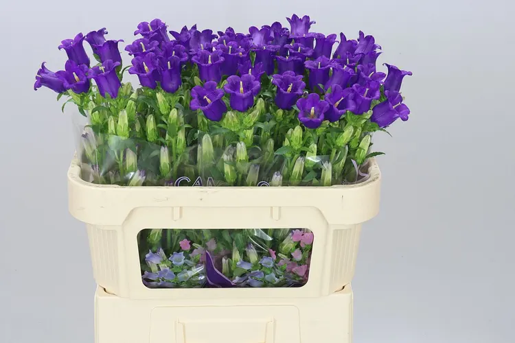 Campanula M Champ Blue 70 cm
