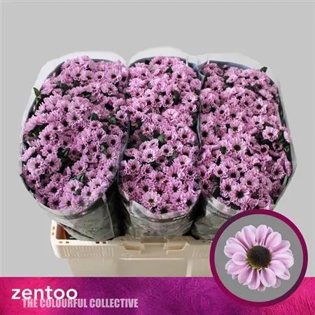 Sant Yin Yang Pink 55 cm