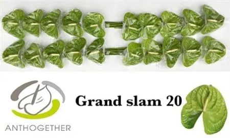 Anth Grand Slam