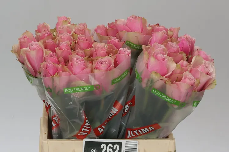 Ruža Athena Royale 40 cm