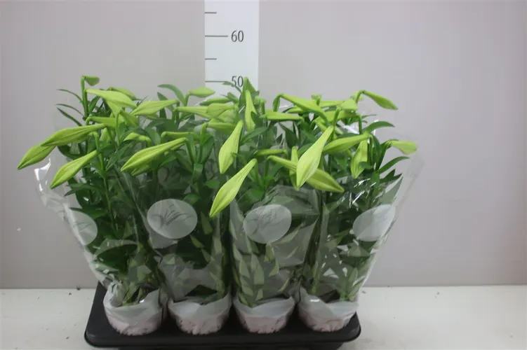 Ľalia Longiflorum Miracle 3pp črepník 13 cm