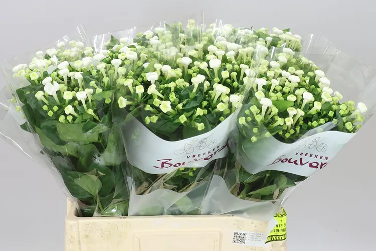Bouv En White Sensation 60 cm