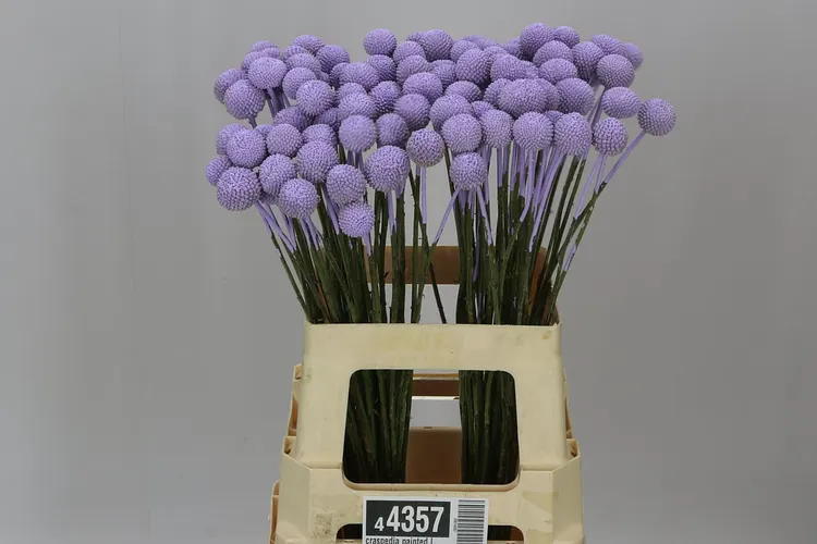 Craspedia Painted Lilac Pale 60 cm