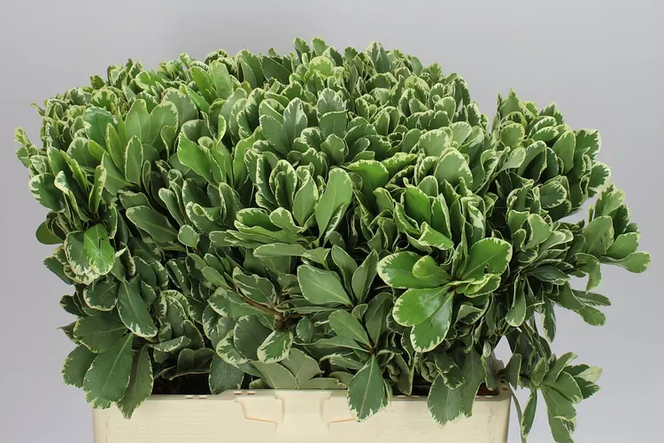 Pittosporum Ilan 60 cm