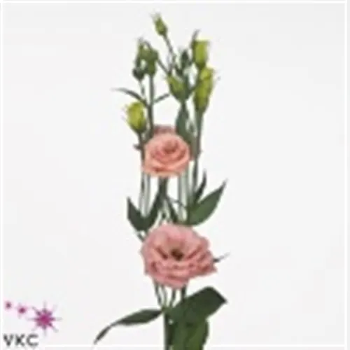 Eus G Rosita Apricot (it) 72 cm