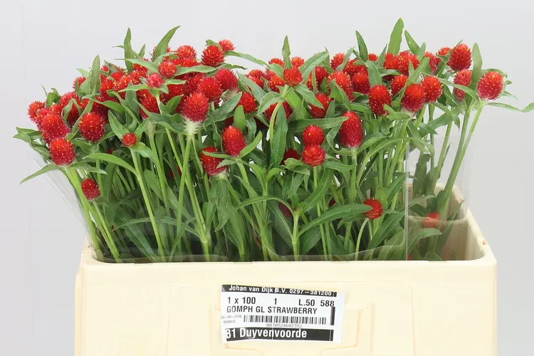 Gomphrena Gl Strawberry Red 50 cm