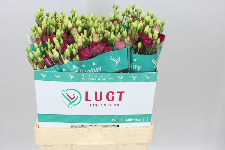 Eust Du Arosa Red 70 cm