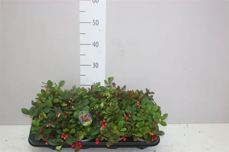 Gaultheria Pro Big Berry črepník 13 cm