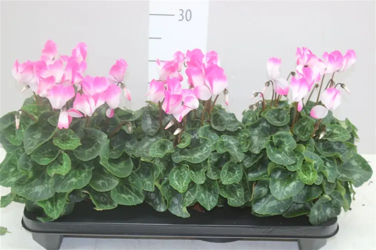 Cyclamen Gr Fusion Pink črepník 15 cm