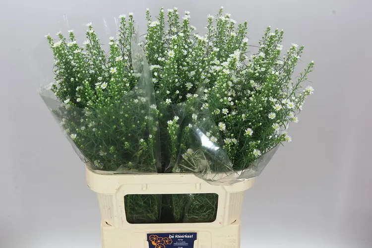Aster Monte Cassino 85 cm