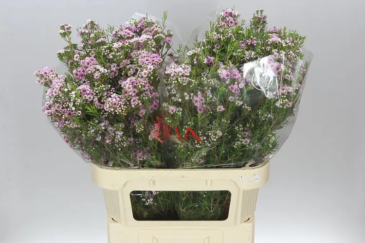 Voskovka Giselle 80 cm