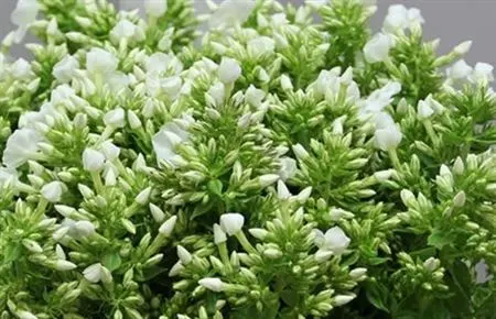 Floxy (Phlox)