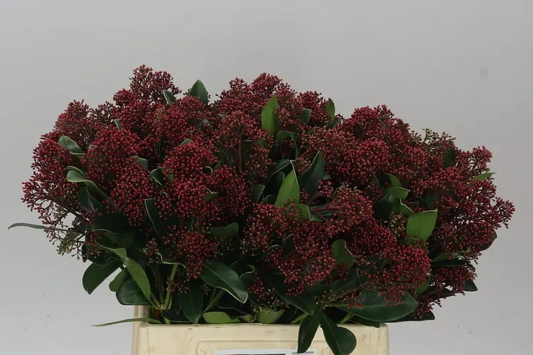 Skimmia Rubella Red 45 cm