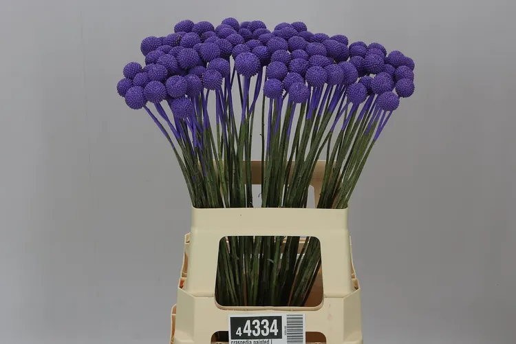 Craspedia Painted Lilac 60 cm