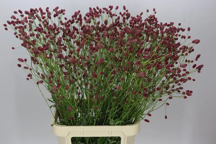 Sanguisorba Off Arnhem 100 cm