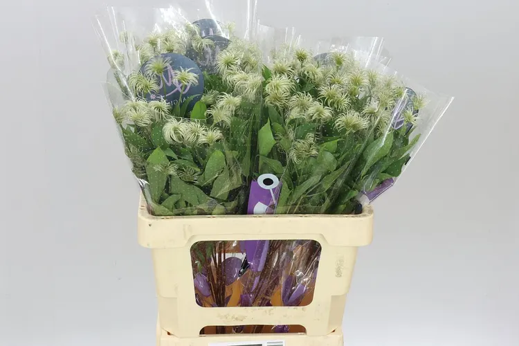 Clematis Amazing Kibo 60 cm