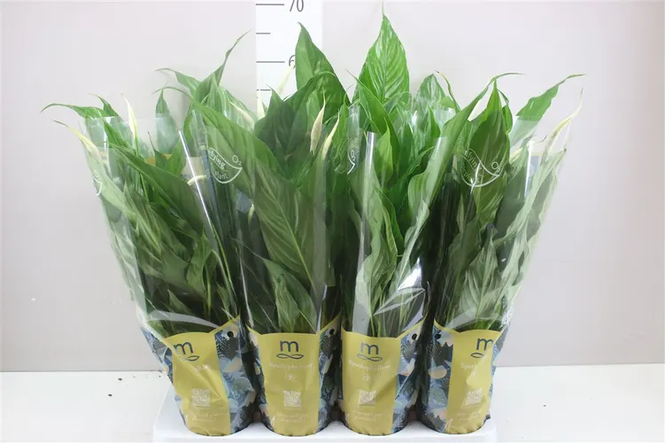 Spathiphyllum Sweet Benito črepník 13 cm