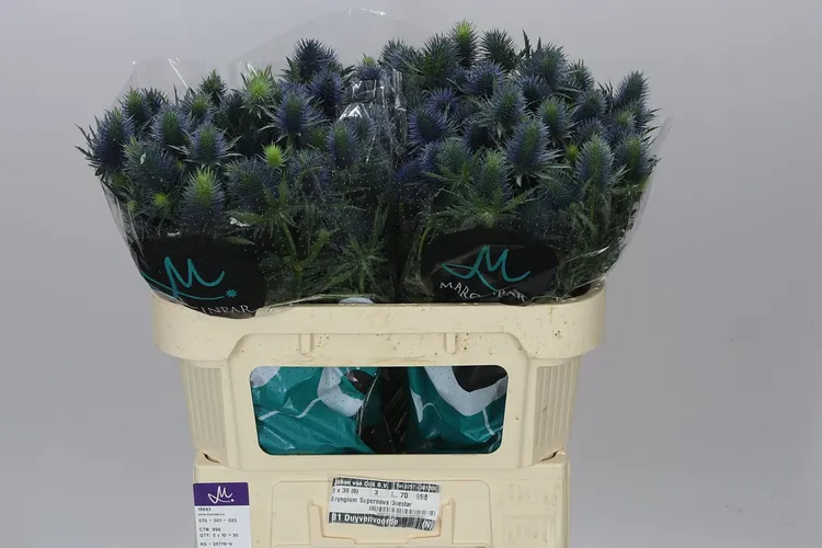 Eryngium Supernova 70 cm