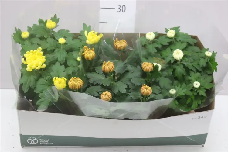 Chryzantéma črepníková Deco mix v miske črepník 23 cm