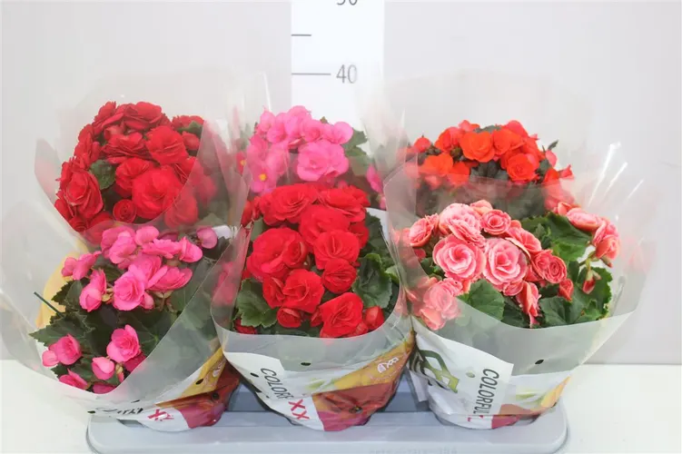Begónia plnokvetá mix črepník 14 cm