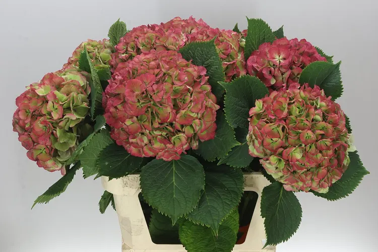 Hortenzia Elbtal Classic Green Red (vuurbaak) 80 cm