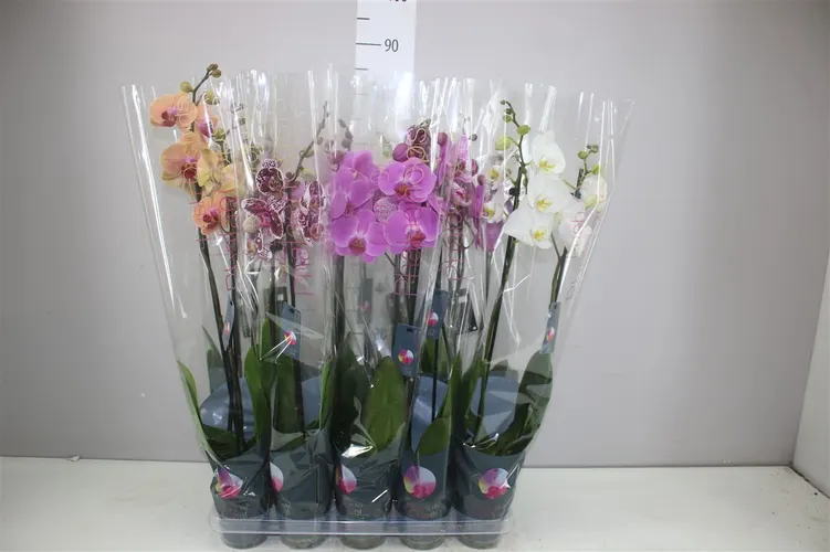 Orchidea Phalaenopsis mix 18+, 2 výhony črepník 12 cm