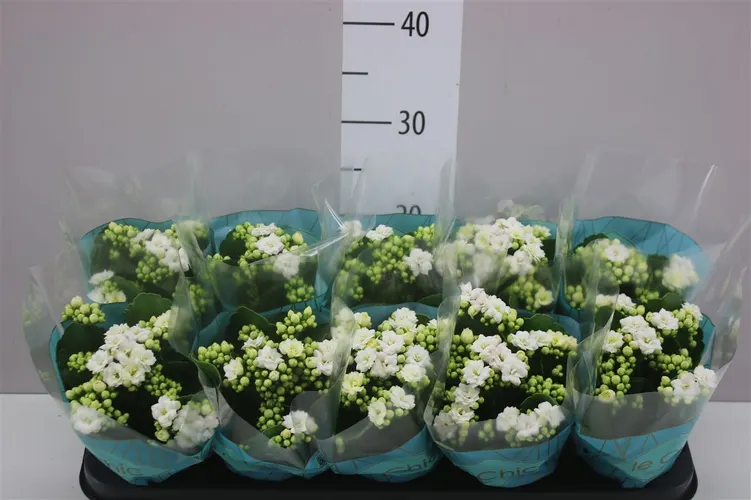 Kalanchoe Rosalina Wit črepník 10,5 cm